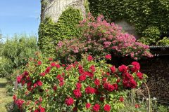 Rosenblüte