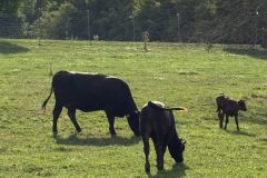 Wagyu Rinder